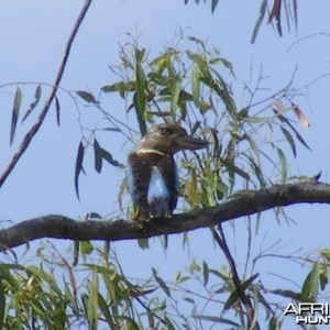 Bird Australia