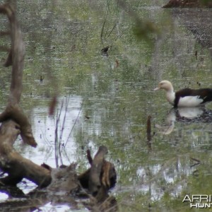 Bird Australia