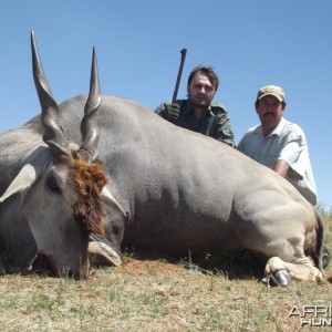 Eland with Savanna Hunting Safaris