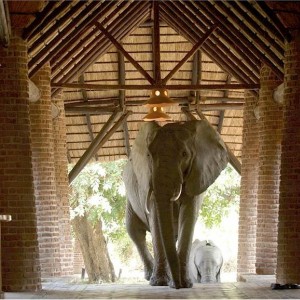 Elephants at the Mfuwe Lodge in Zambia