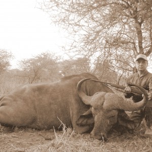 Tanzania Buffalo