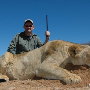 Hunting Lioness South Africa