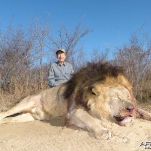 Hunting Lion South Africa