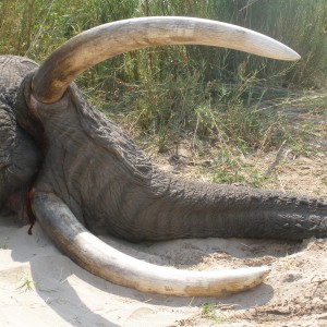 75 lbs Elephant Zambia