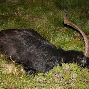 Scottish Feral Goat