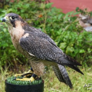 My hunting female Barbary Falcon