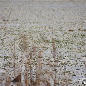 Grey Partridge coveys in the winter