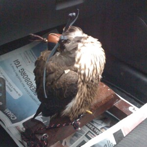 Falcon sleeping in the car after a good hunt