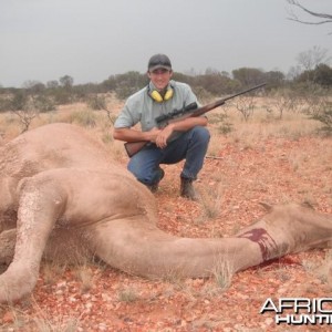 Hunting Camel in Australia