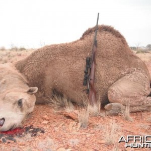 Hunting Camel in Australia