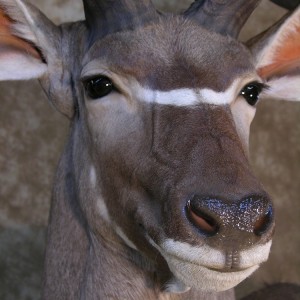 Taxidermy 62 inch Kudu