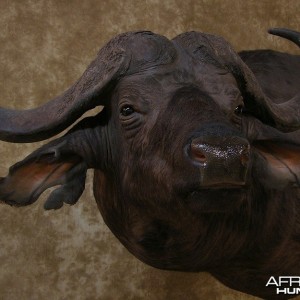 Taxidermy Nice Cape Buffalo