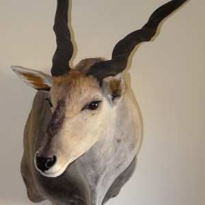 Casper's Taxidermy in Namibia 46 6/8" Cape Eland