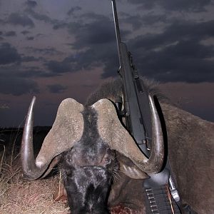 Black Wildebeest