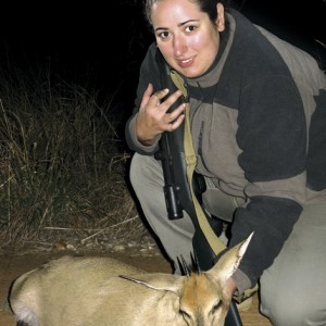 Female Duiker