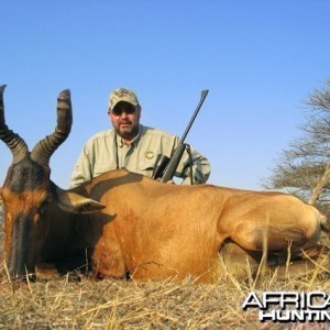 Red Hartebeest