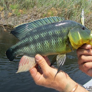 Fishing Kwando River Nembwe