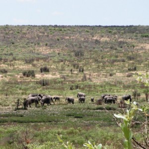 Elephant Danaib Omuramba Hereroland