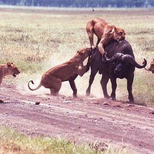 buffalo vs lions