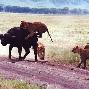 buffalo vs lion