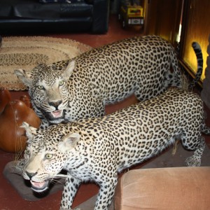 Male and Female Leopard