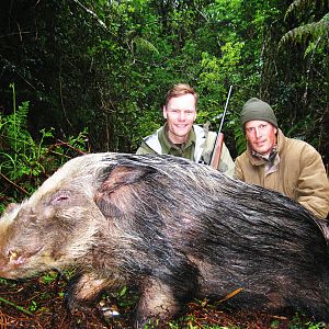 Bushpig Boar