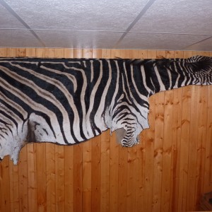 Zebra Taxidermy