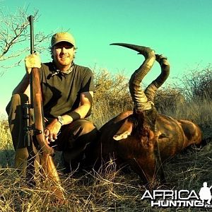 Red Hartebeest