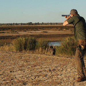 Walk up Shelduck shooting