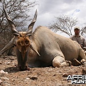 Cape Eland