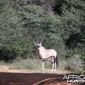 Namibia Gemsbok