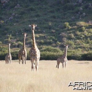 Namibia Giraffe