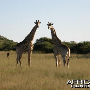 Namibia Giraffe