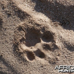 Leopard Tracks