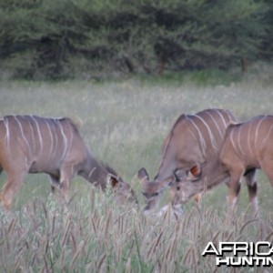 Kudu females in Namibia