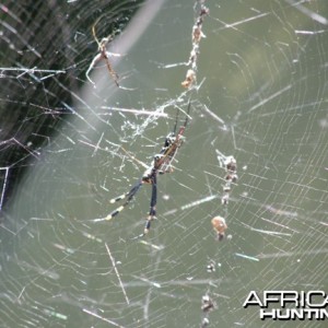 Spider Namibia