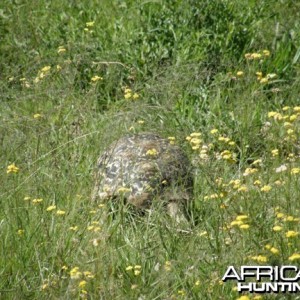 Namibia Tortoise