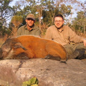 Red river hog hunting in CAR