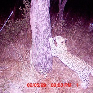 Leopard cub