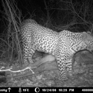 Leopard on Kudu