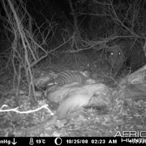 Bushpig on Kudu