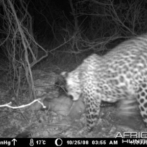 Leopard on Kudu