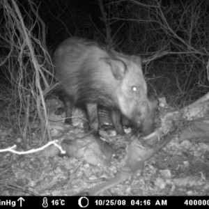 Bushpig on Kudu