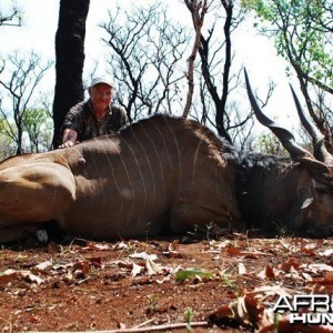 50 inch Lord Derby Eland