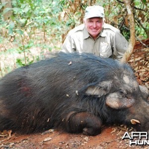 Giant forest hog