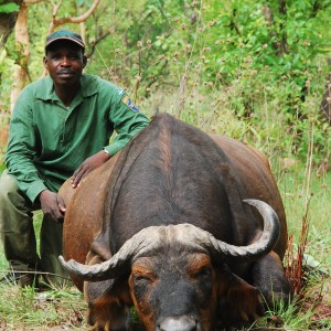 Old worn down Central African Savanna Buffalo