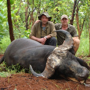 Old Savanna Buffalo, taken in april 2009