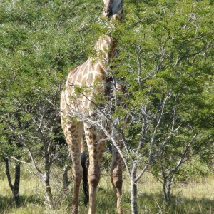 Nice male Giraffe in the bush.