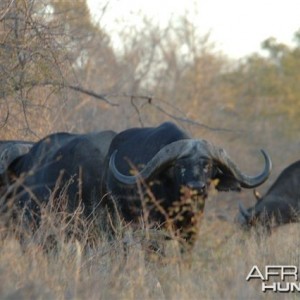 Cape buffalo