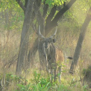 Lord Derby Eland